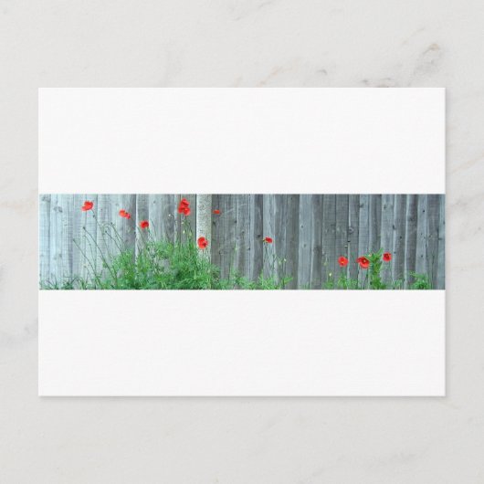 Papavers op een muur briefkaart (Voorkant)