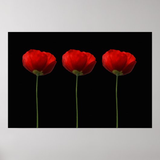 Papavers op zwart Poster (Voorkant)