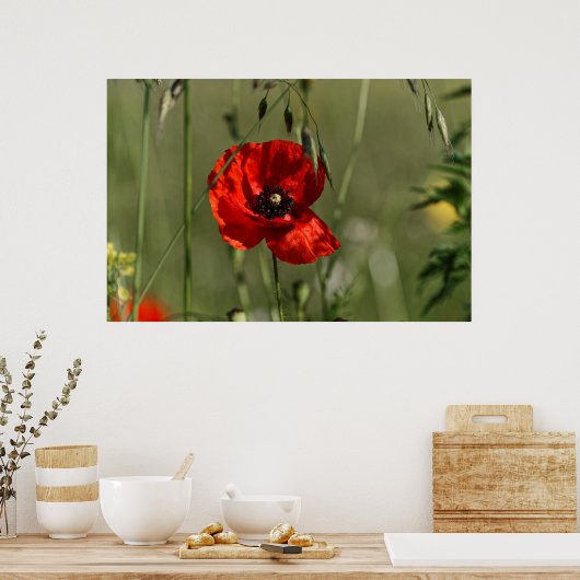 Papavers Poster (Keuken)