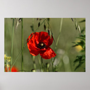 Papavers Poster