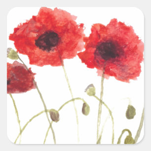 Papavers rode bloemen waterverf rustige wilde bloe vierkante sticker