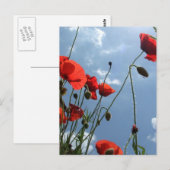 Papavers van de zon - briefkaart (Voorkant / Achterkant)