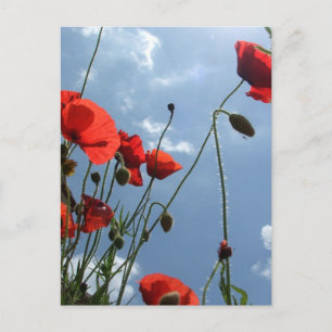 Papavers van de zon - briefkaart