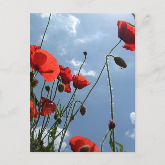 Papavers van de zon - briefkaart (Voorkant)