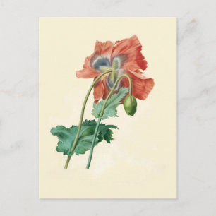 Papavers van Pierre-Joseph Redouté Briefkaart