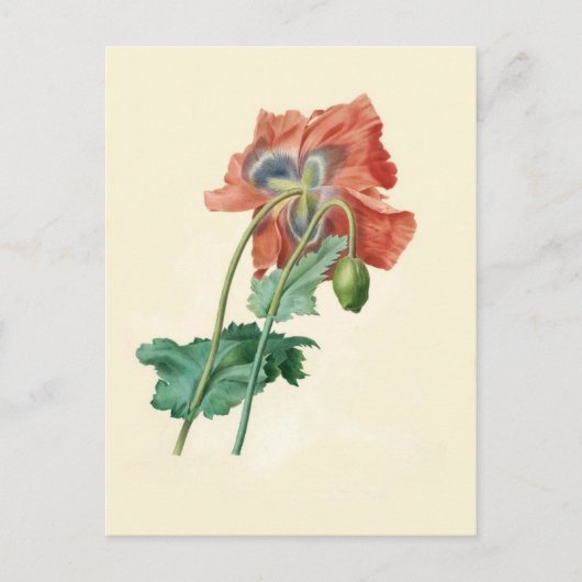Papavers van Pierre-Joseph Redouté Briefkaart (Voorkant)
