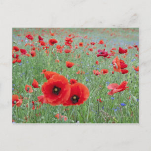 Papavers veld in Vernon. Briefkaart
