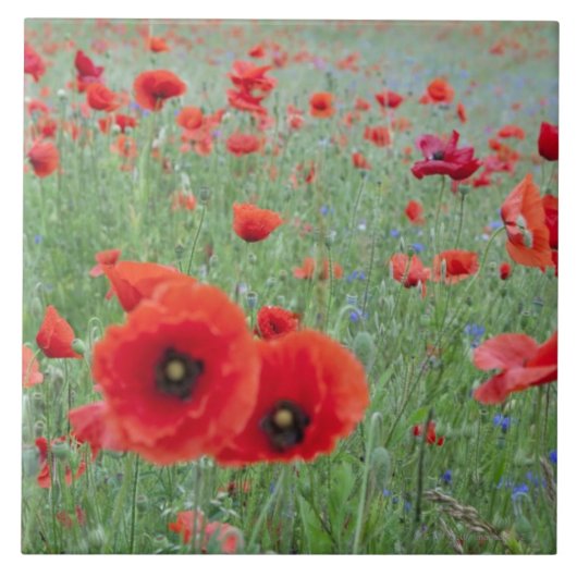 Papavers veld in Vernon. Tegeltje (Voorkant)