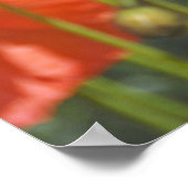 Papavery 1 poster (Hoek)