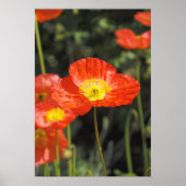 Papavery 1 poster (Voorkant)