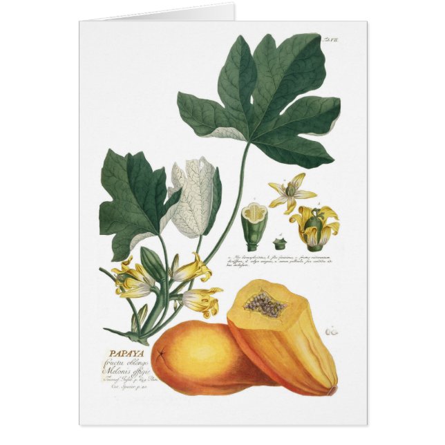 Papaya (Voorkant)