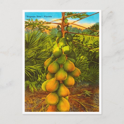  Papaya-boom, Florida Travel Briefkaart (Voorkant)