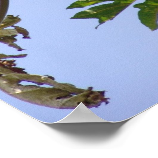 Papaya-boom Poster (Hoek)