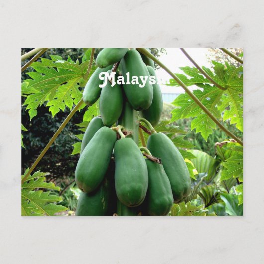 Papaya Briefkaart (Voorkant)