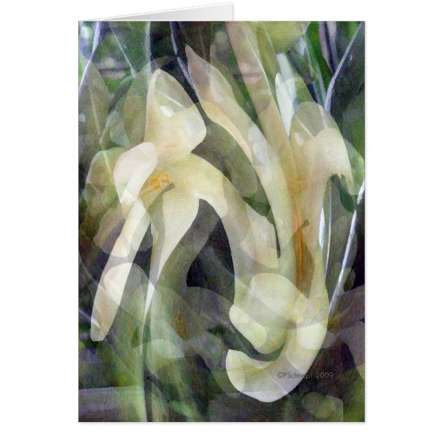 Papaya Flower in het Abstract (Voorkant)