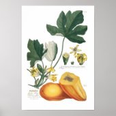 Papaya Poster (Voorkant)