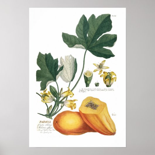 Papaya Poster (Voorkant)