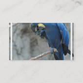 papegaai-23 visitekaartje (Achterkant)