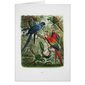 papegaai, , afdrukbaar collectie, 1848