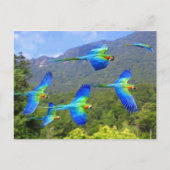 papegaai briefkaart (Voorkant)