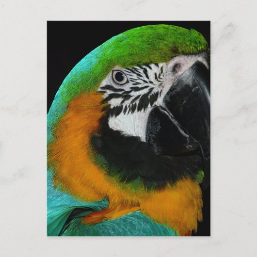 Papegaai Briefkaart (Voorkant)