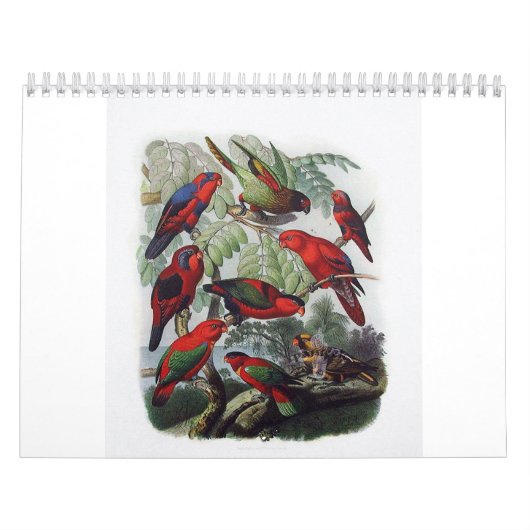 papegaai, collectie van vogels kalender (Hoes)