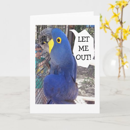 PAPEGAAI IN KOOI ZEGT LAAT ME UIT-VERJAARDAG KAART (Gele Bloem)