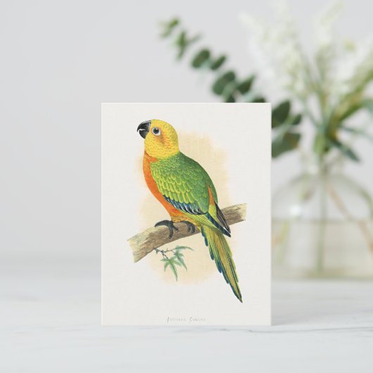 Papegaai, Jendaya Conure, Briefkaart (Staand voorkant)