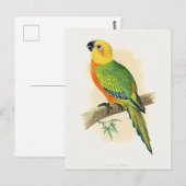 Papegaai, Jendaya Conure, Briefkaart (Voorkant / Achterkant)