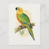 Papegaai, Jendaya Conure, Briefkaart (Voorkant)