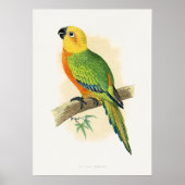 Papegaai, Jendaya Conure, Poster (Voorkant)