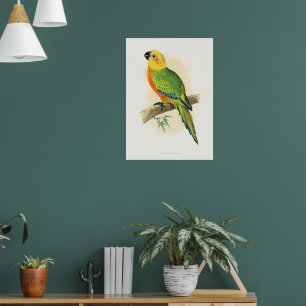 Papegaai, Jendaya Conure, Poster