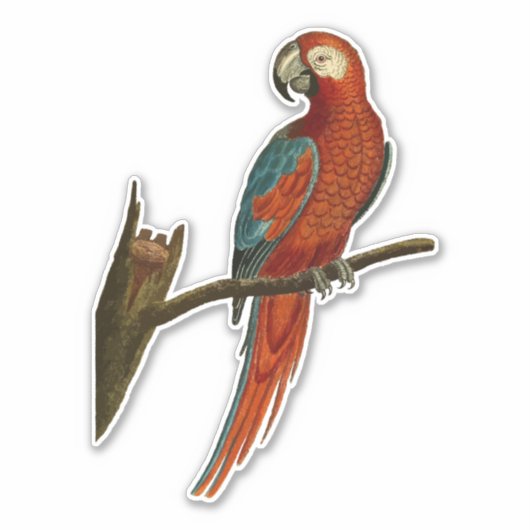 Papegaai op een tak sticker (Voorkant)