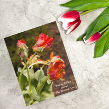Papegaai Oranje Tulpen Denken Aan Jou
