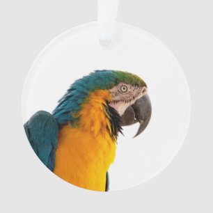 Papegaai ornament