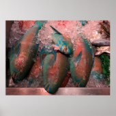 papegaai poster (Voorkant)