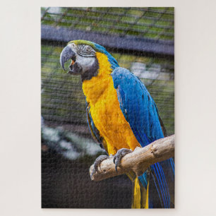 Papegaai Puzzel