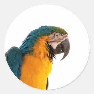Papegaai ronde sticker