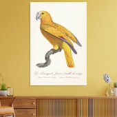 Papegaai van het Paradijs van Cuba, Psittacus Para Canvas Afdruk (Insitu (Woonkamer))