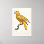 Papegaai van het Paradijs van Cuba, Psittacus Para Canvas Afdruk (Voorkant)