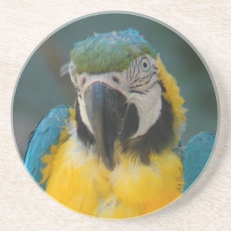 papegaai zandsteen onderzetter