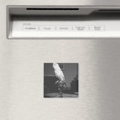 Papegaai zittend op kandelaar B&W Magneet (Insitu (Vaatwasser))