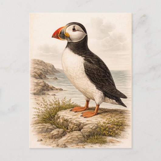 Papegaaiduiker-illustratie in vintage stijl briefkaart (Voorkant)