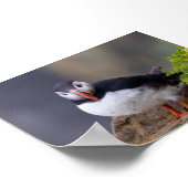 Papegaaiduiker in IJsland Poster (Hoek)