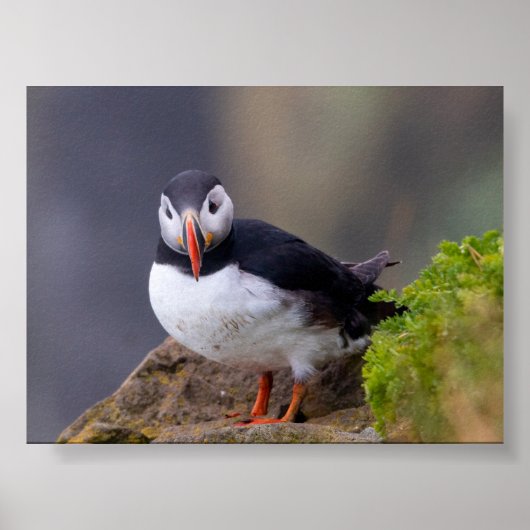 Papegaaiduiker in IJsland Poster (Voorkant)