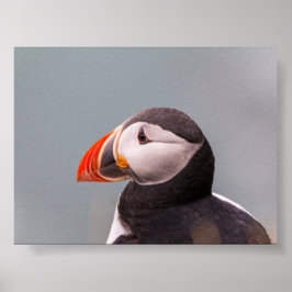 Papegaaiduiker in IJsland Poster