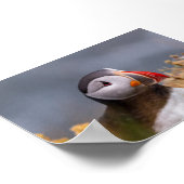 Papegaaiduiker in IJsland Poster (Hoek)