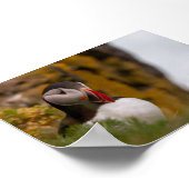 Papegaaiduiker in IJsland Poster (Hoek)