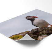 Papegaaiduiker in IJsland Poster (Hoek)
