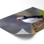 Papegaaiduiker in IJsland Poster (Hoek)